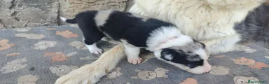 Macho Blue merle