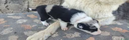 Border Collie perros en venta: Border Collie disponibles - entrega septiembre - Anuncio 6
