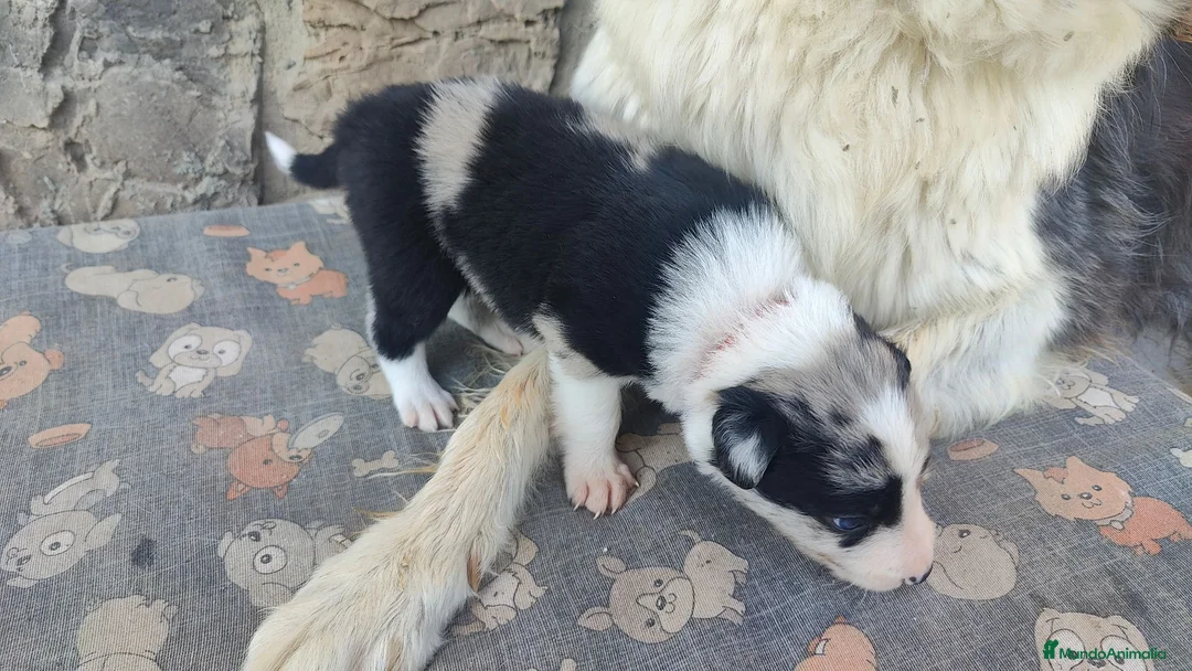 Border Collie perros en venta: Border Collie disponibles - entrega septiembre - Anuncio 15