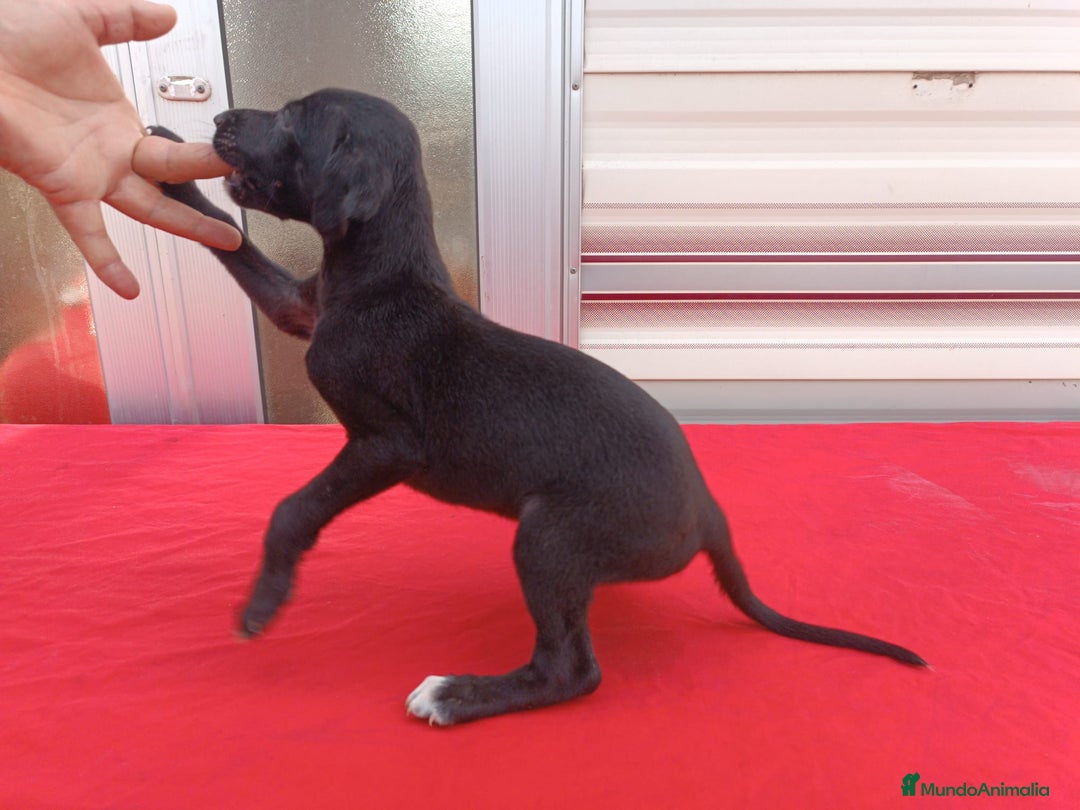 Galgo Español perros en venta: camada de galgo español  - Imagen 4