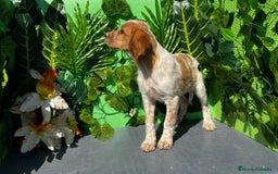 Épagneul Breton perros en venta: 🐾 Camada de Spaniel Bretón Blanco y Naranja 🐶✨ - Imagen 1