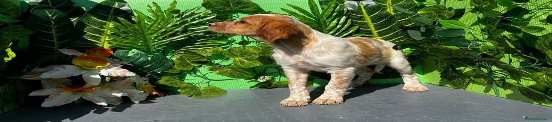 Épagneul Breton Cachorro 1
