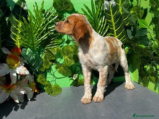 Épagneul Breton perros - Anuncio 27