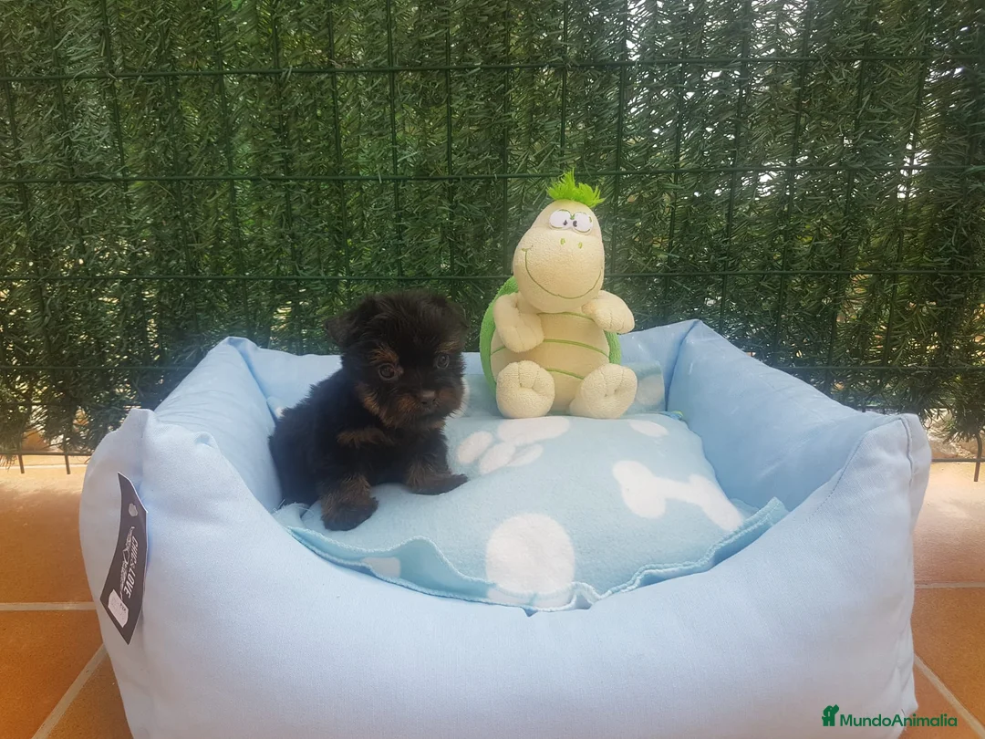 Yorkshire Terrier perros en venta: Yorkshire Terrier - Anuncio 9