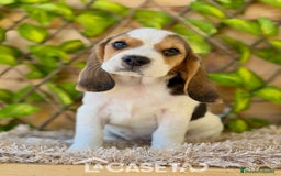 Beagle perros en venta: Camada de Fauna - Imagen 1