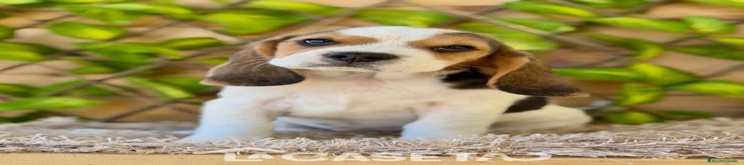 Beagle Cachorro 3489