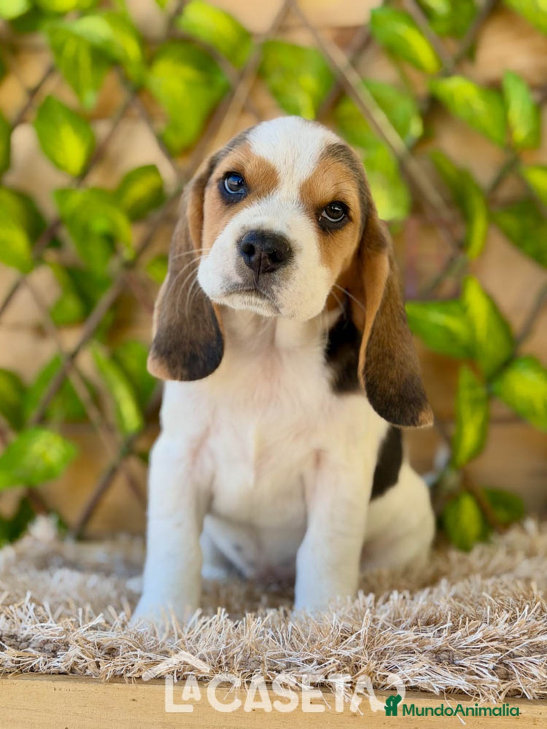 Beagle perros en venta: Camada de Fauna - Imagen 1