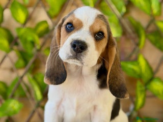 Beagle perros - Anuncio 6