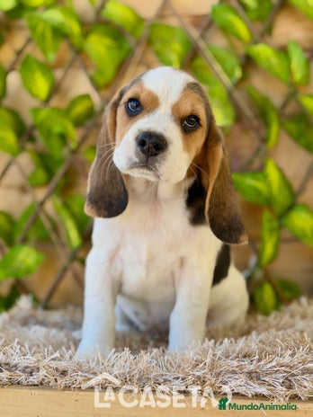 Beagle perros - Anuncio 6
