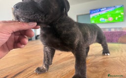 Cane Corso perros en venta: Preciosa camada Cane corso de cría responsable  - Imagen 7