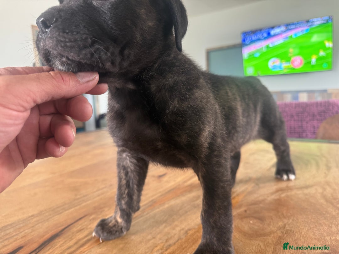 Cane Corso perros en venta: Preciosa camada Cane corso de cría responsable  - Imagen 7