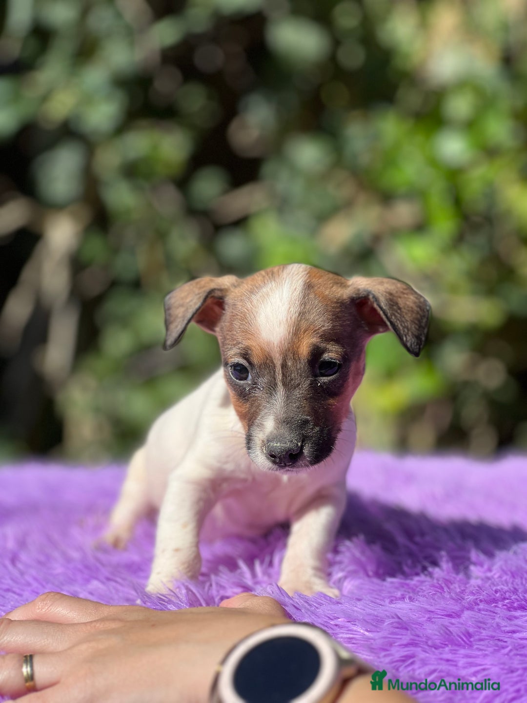 Jack Russell Terrier perros en venta: Jack Russell tricolor  - Imagen 3