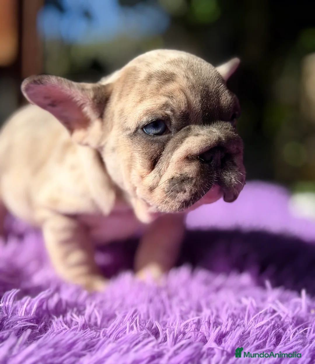 Bulldog Francés perros en venta: Bulldog Bip rope - Anuncio 7