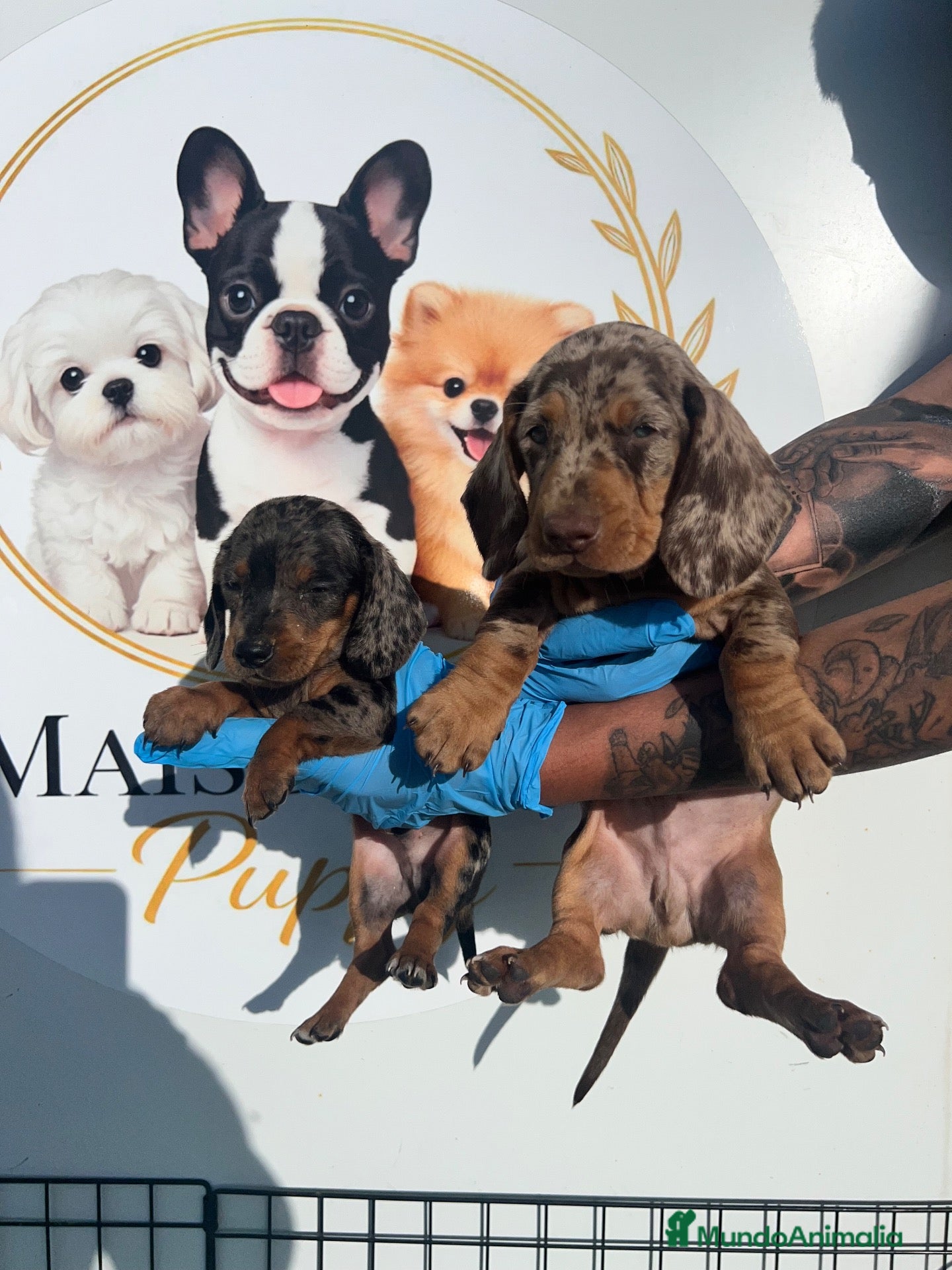 Teckel Miniatura perros PEQUEÑOS TECKEL ARLEQUÍN MACHOS PRECIOSOS - Anuncio 1