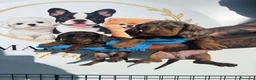 Teckel Miniatura perros en venta: PEQUEÑOS TECKEL ARLEQUÍN MACHOS PRECIOSOS - Anuncio 1