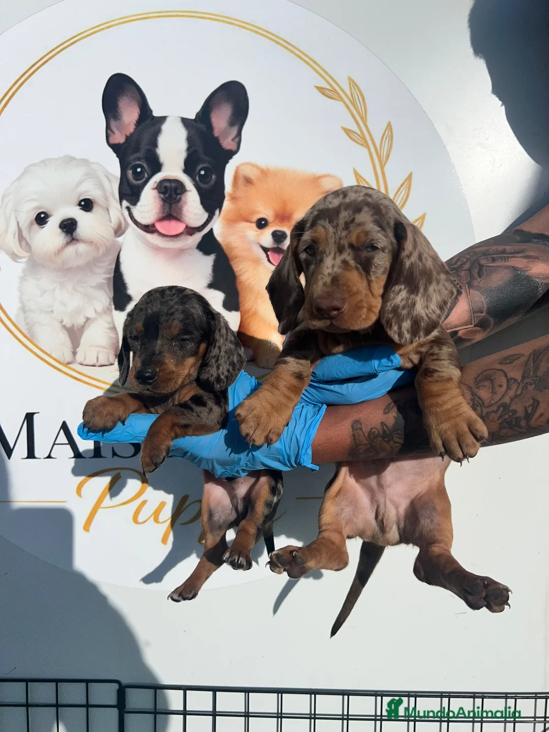 Teckel Miniatura perros en venta: PEQUEÑOS TECKEL ARLEQUÍN MACHOS PRECIOSOS - Anuncio 1