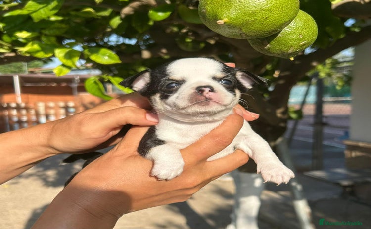 Chihuahua perros - Anuncio 1