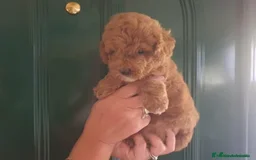 Caniche Toy perros en venta: Bonito cachorrito de Caniche Toy Rojo - Imagen 1