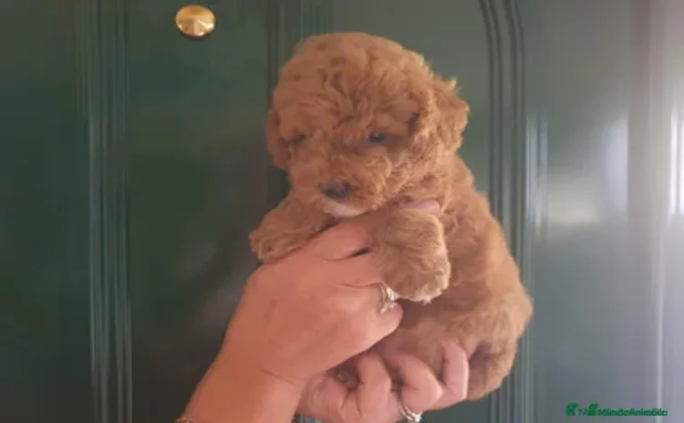 Caniche Toy perros - Anuncio 1