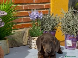 Teckel Miniatura perros Ultimos teckel - Anuncio 1