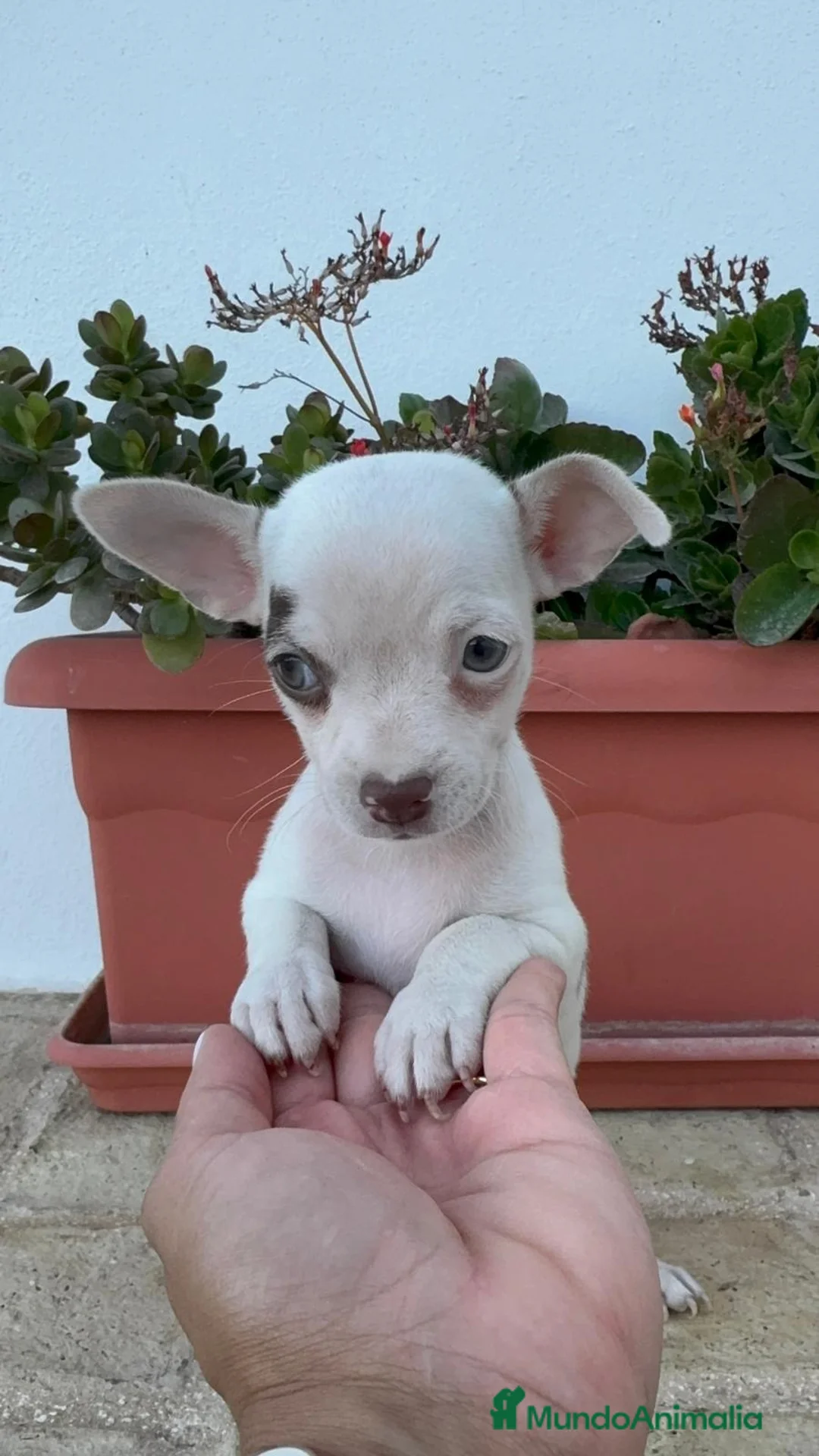 Chihuahua perros en venta: CHIHUAHUA - Anuncio 14