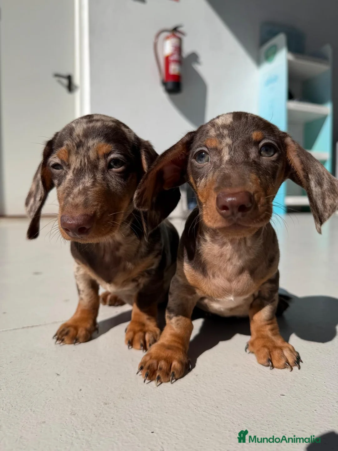 Teckel Miniatura perros en venta: TECKEL ARLEQUÍN CHOCOLATE  - Anuncio 1