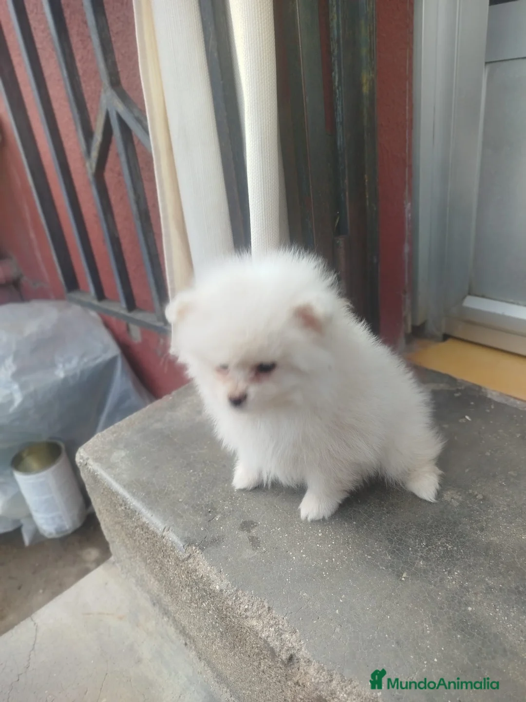 Pomerania perros en venta: POMERANIA TOY 🌈 - Anuncio 3