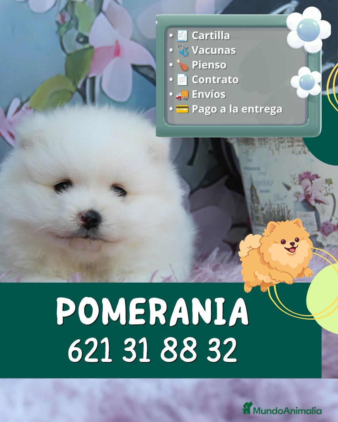 Pomerania perros Camadas disponibles de pomerania enano - Anuncio 2