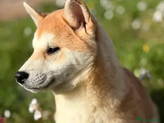 Shiba Inu perros Shiba hembra - Anuncio 1