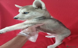 Husky Siberiano perros en venta: Husky Siberiano  - Imagen 3