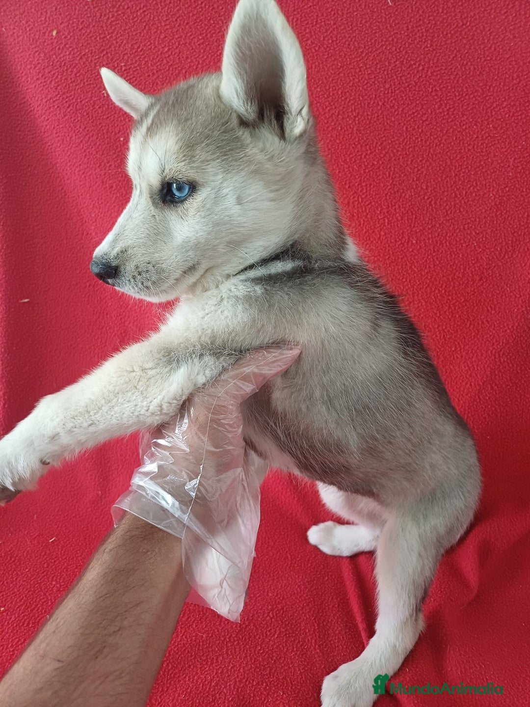 Husky Siberiano perros en venta: Husky Siberiano  - Imagen 3