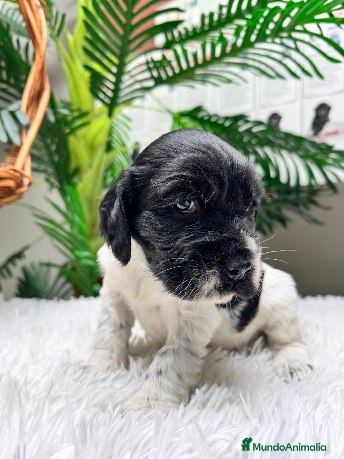 Cocker Spaniel Inglés perros COCKER SPANIEL INGLES - Anuncio 2