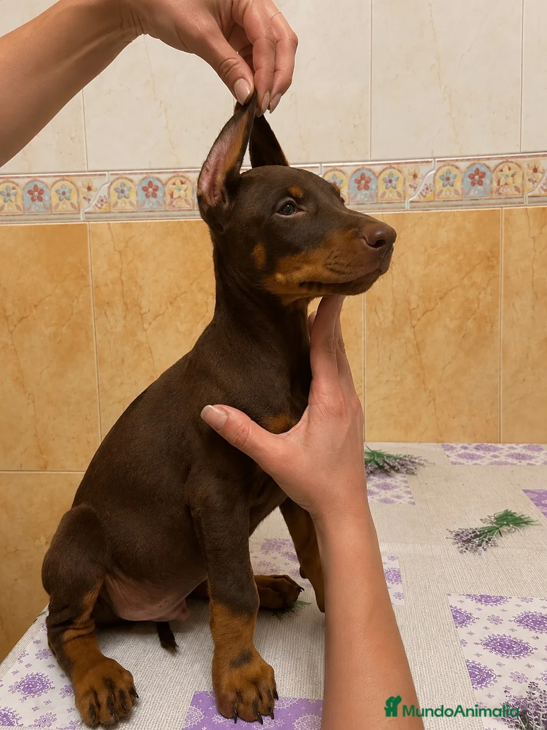 Dobermann perros en venta: Espectaculares doberman europeos - Anuncio 4