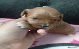 Maltipoo perros en venta: Maltipoo hembras rojas toy - Imagen 4