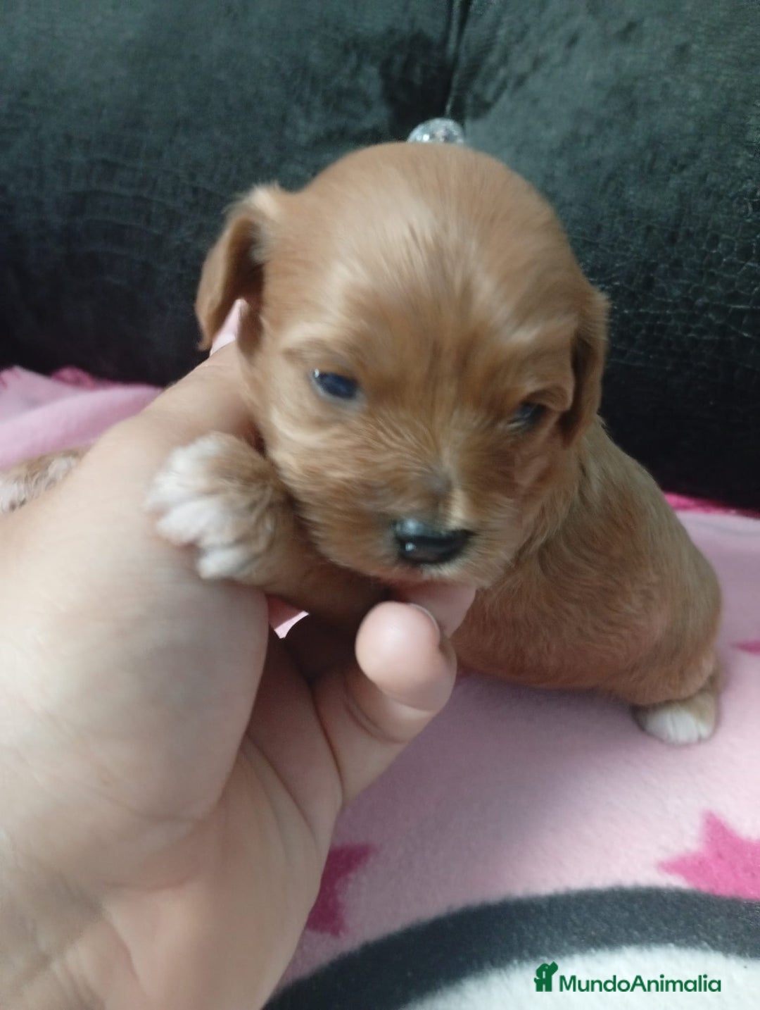 Maltipoo perros en venta: Maltipoo hembras rojas toy - Imagen 4