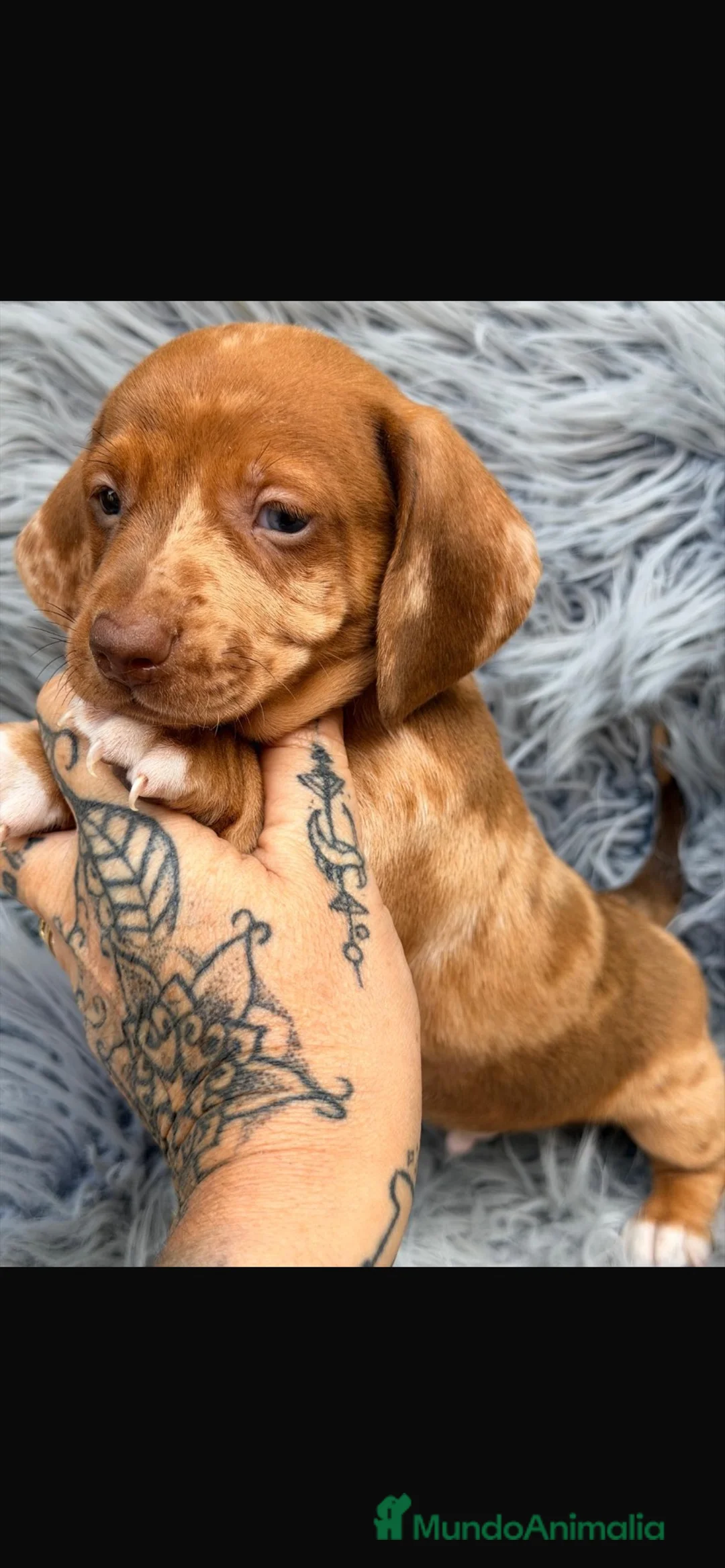 Teckel Miniatura perros en venta: Camada teckel , diferentes colores - Anuncio 1