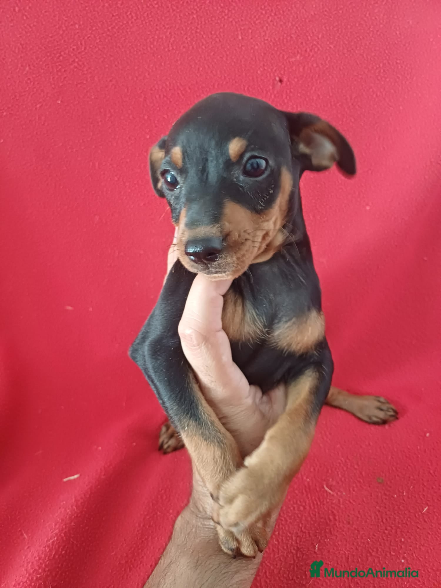 Pinscher Miniatura perros Pincher Mini - Anuncio 19