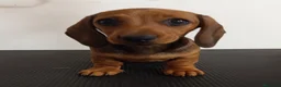 Teckel perros en venta: Teckel Kaninchen de pelo corto en La Coruña - Anuncio 3