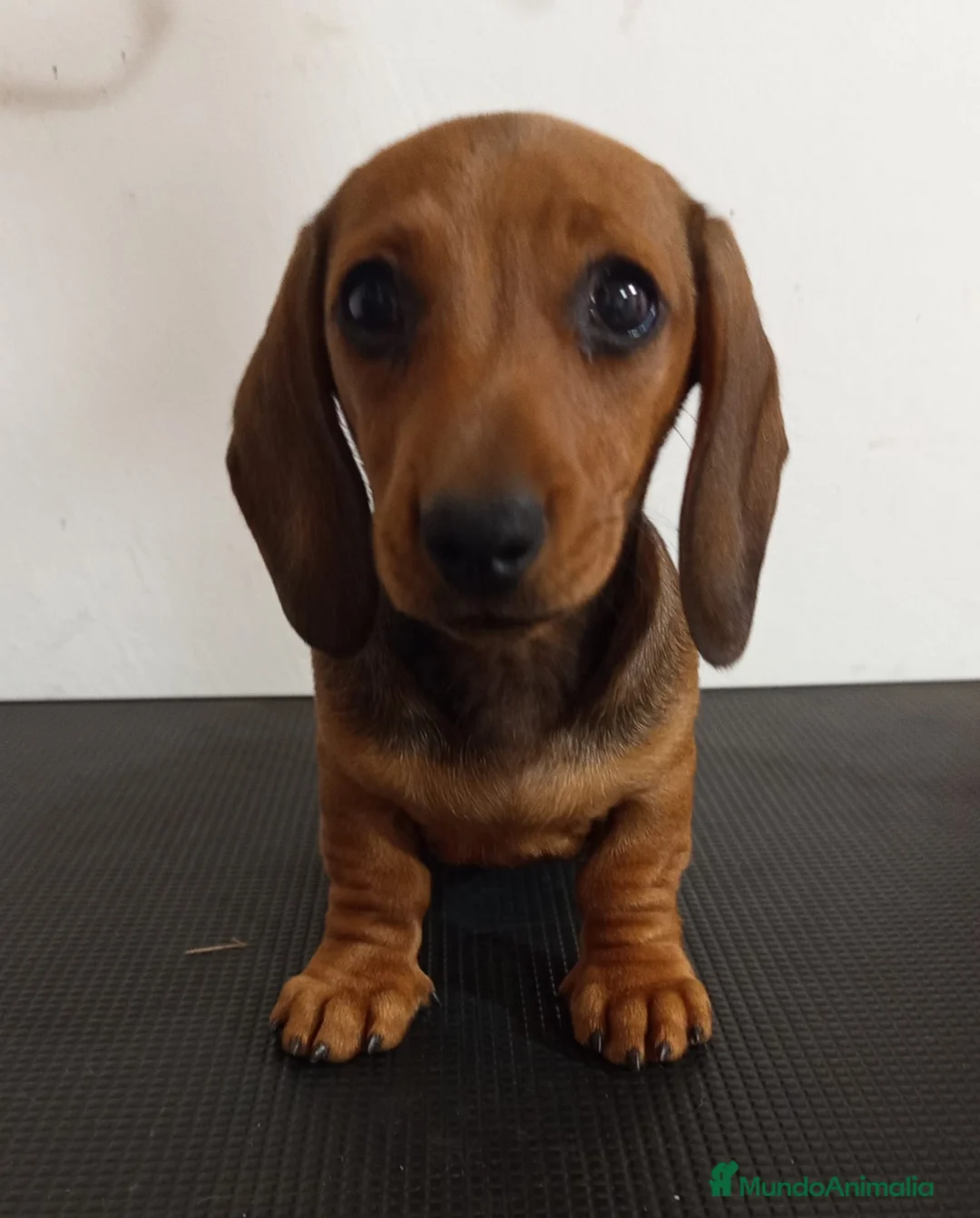 Teckel perros en venta: Teckel Kaninchen de pelo corto en La Coruña - Anuncio 3