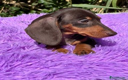 Teckel Miniatura perros en venta: Teckel miniatura  - Imagen 9