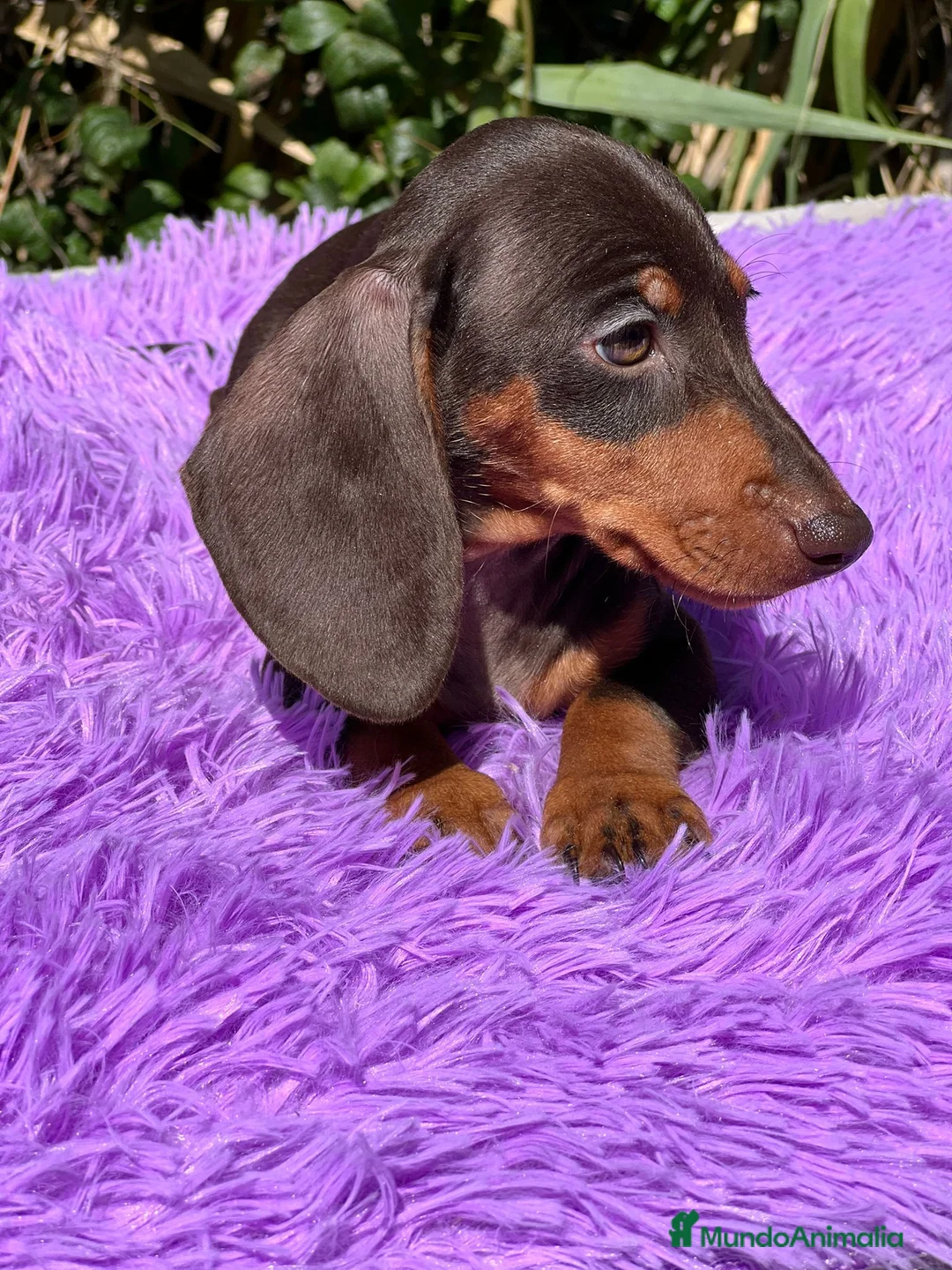 Teckel Miniatura perros en venta: Teckel miniatura  - Anuncio 9