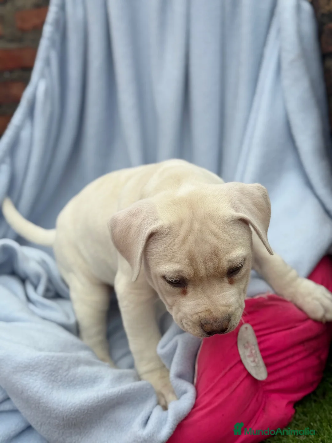 American Staffordshire-Terrier perros en venta: Hembras American Stafford Blanca’s  - Anuncio 5