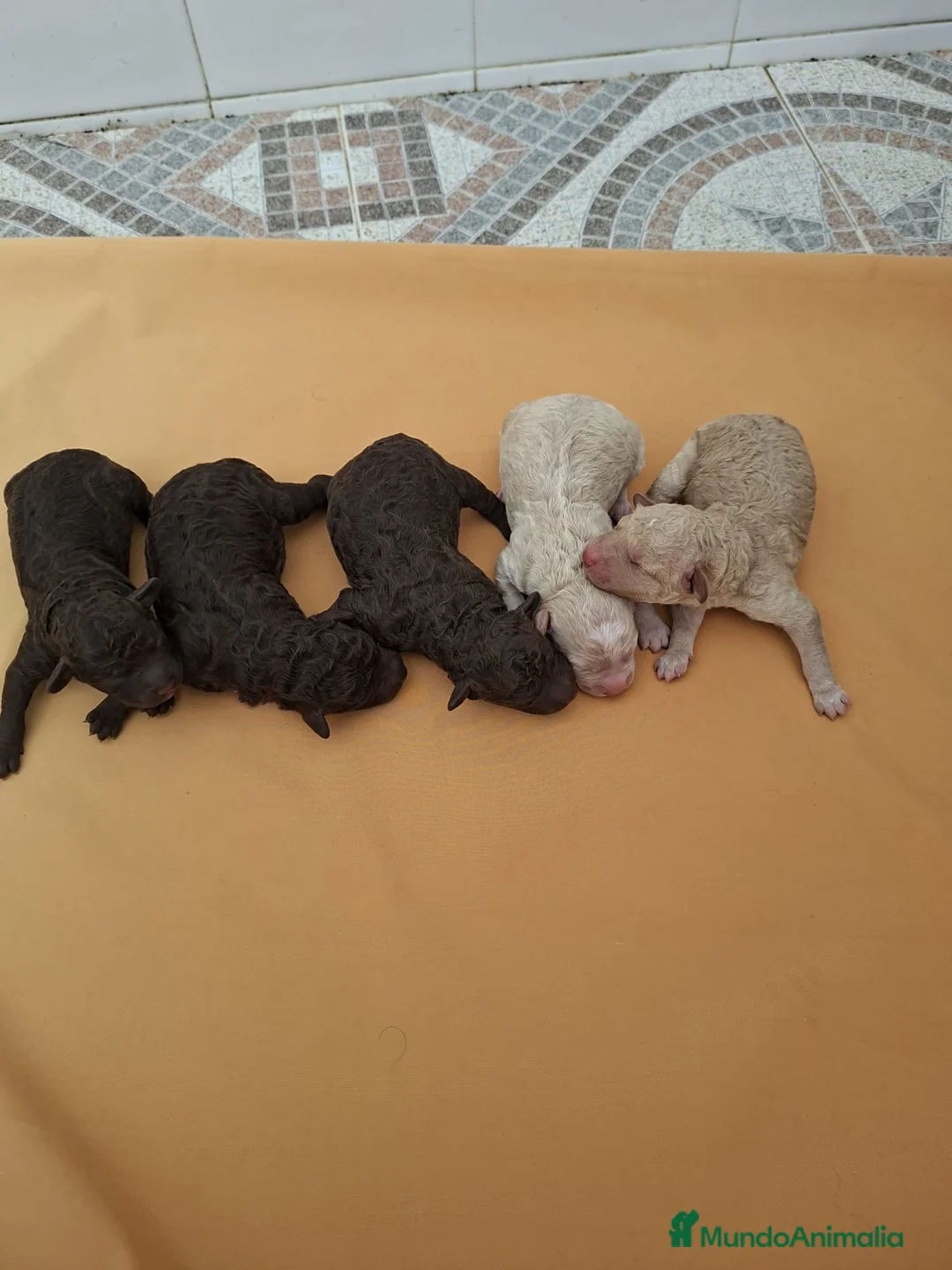 Perro de Agua Español perros en venta: Excelente camada de perro de Agua Español!  - Anuncio 2