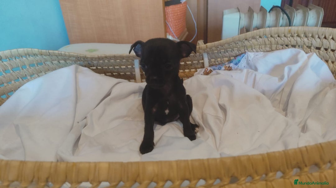 Chihuahua perros en venta: Chihuahua toy cabeza manzana  - Imagen 4