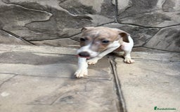 Whippet perros en venta: Whippet  - Imagen 12