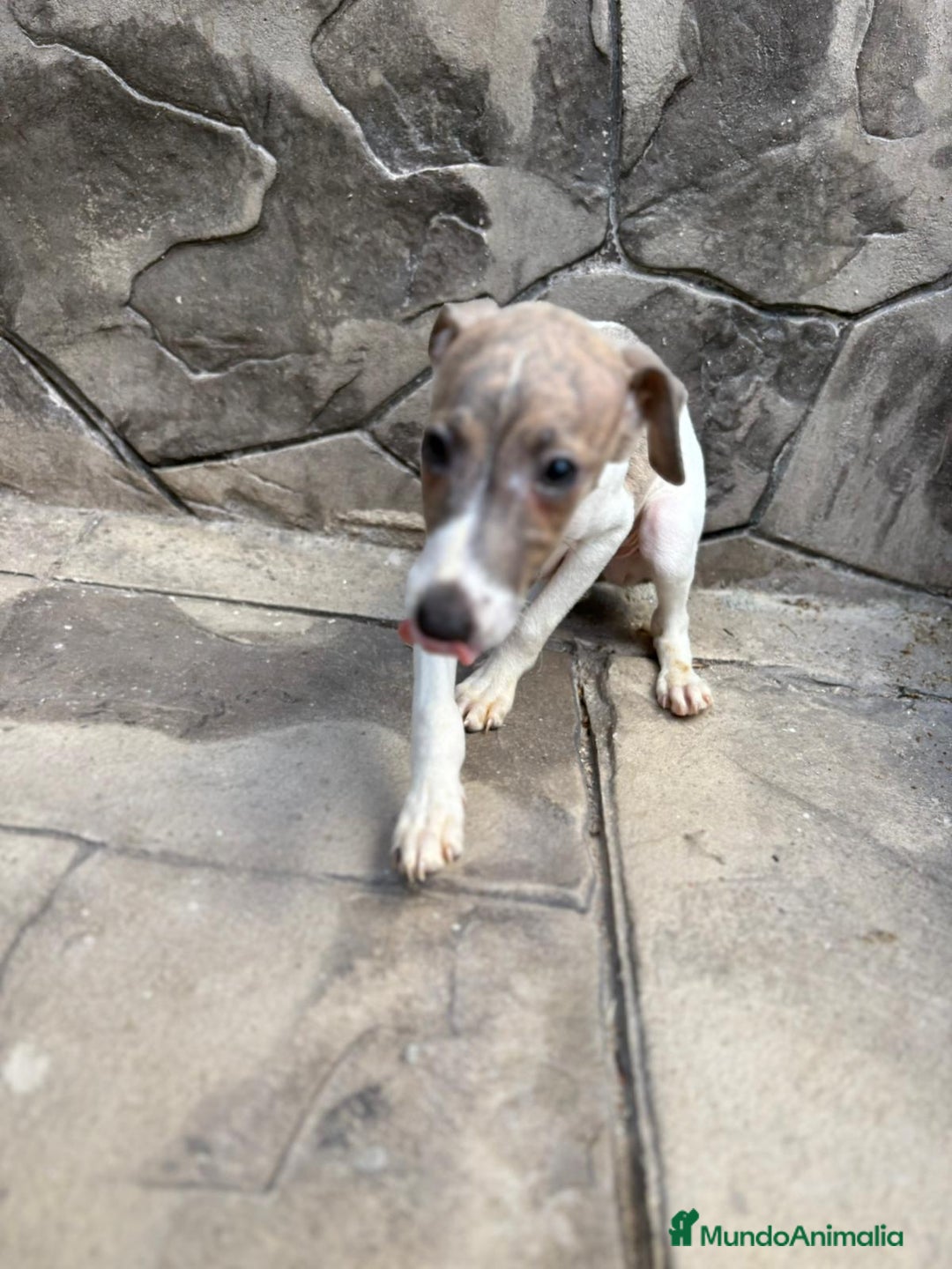 Whippet perros en venta: Whippet  - Imagen 12