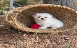 Bichón Maltés perros en venta: Bichon Maltés toy hembra y macho  - Imagen 1