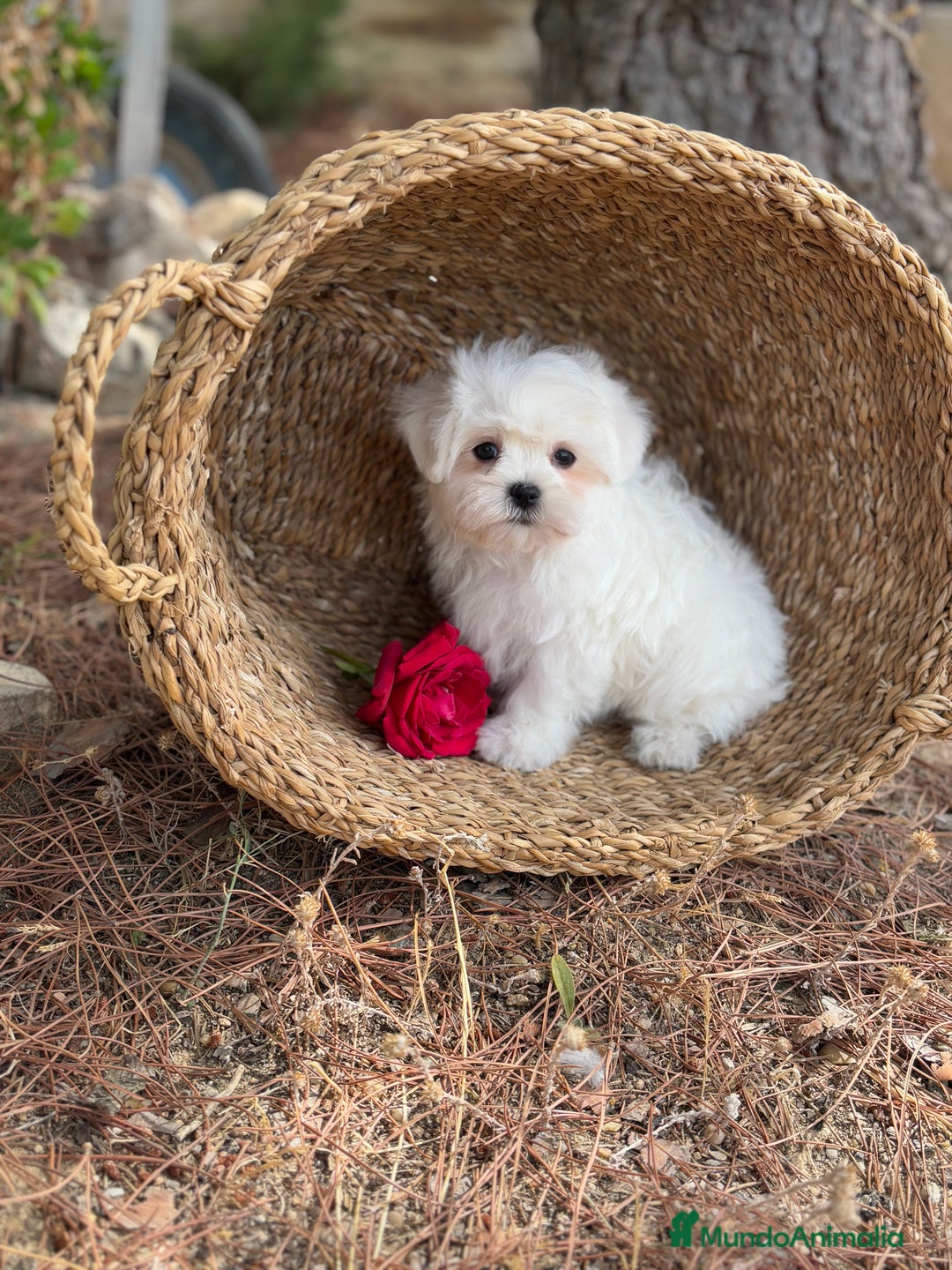 Bichón Maltés perros en venta: Bichon Maltés toy hembra y macho  - Imagen 1