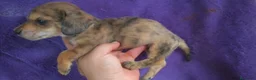 Teckel perros en venta: Teckel Arlequínes y Negros fuego - Anuncio 3