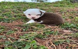 Pastor Australiano perros en venta: Pastor Australiano  - Imagen 17